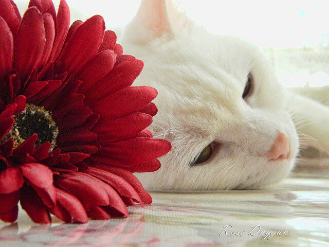 绿茵纪年史，当福登的左脚写下新的永恒