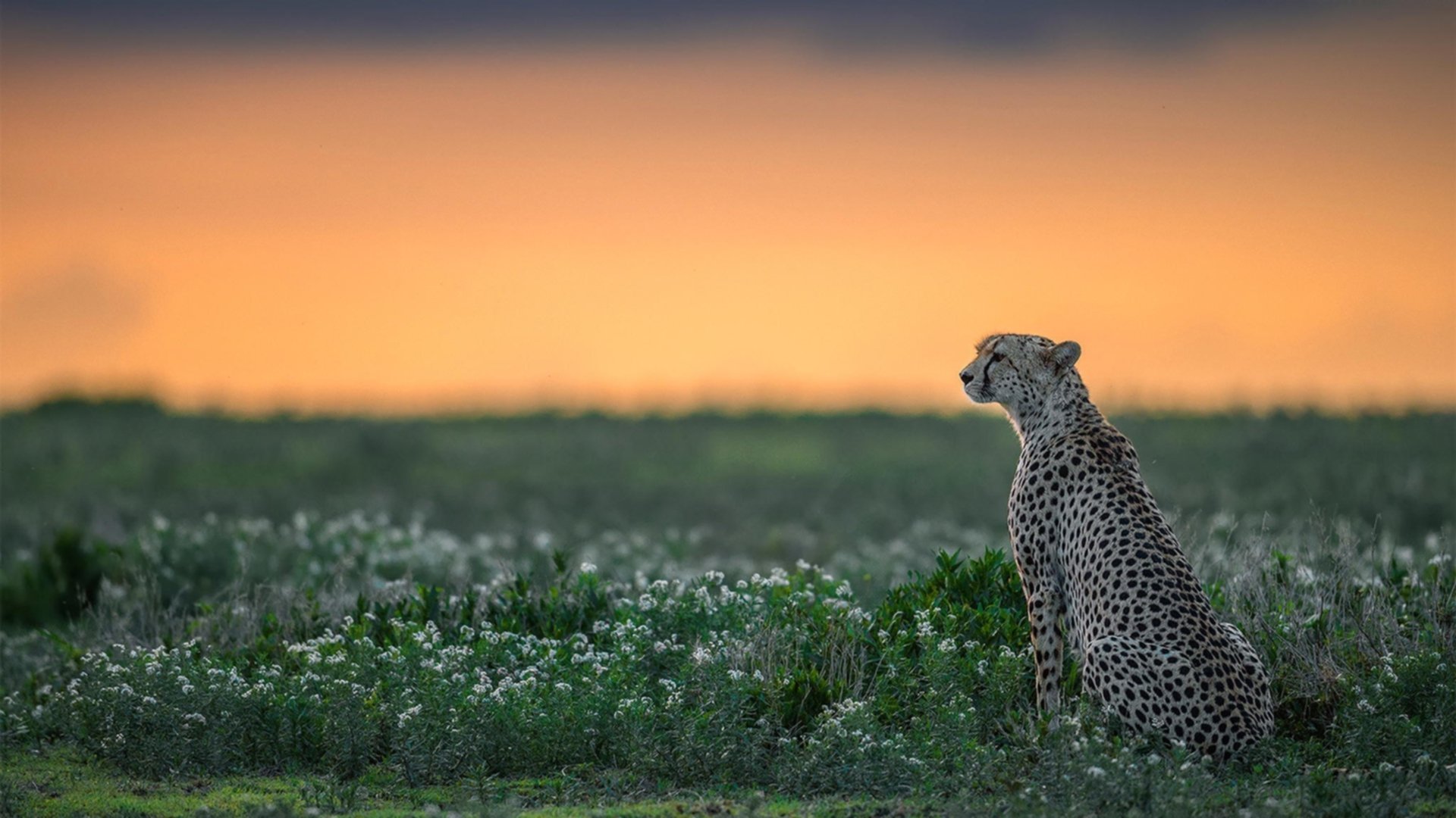 双面统治,格纳布里的光芒与伊拉克的暗涌