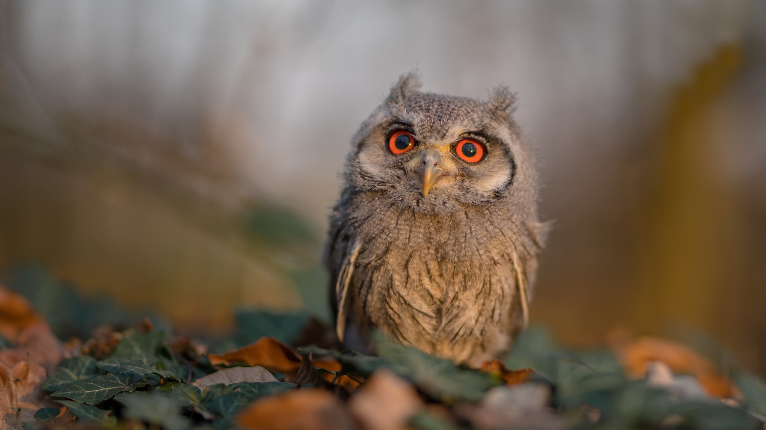 开云sport-紫金铁壁，湖人新防守体系如何让雷霆双子星黯然失色？