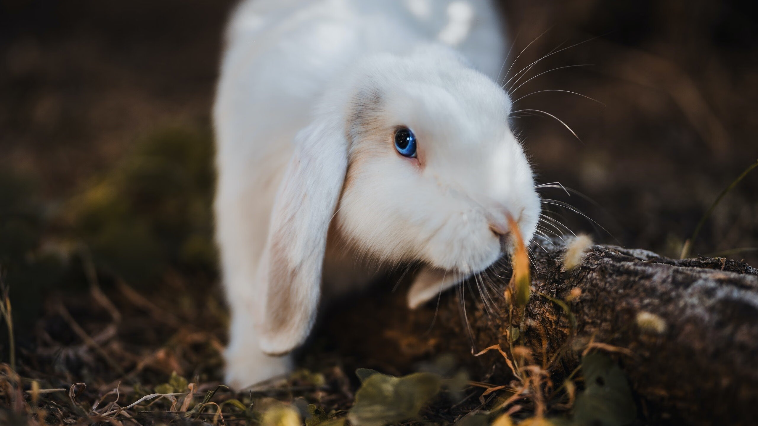 艺术足球的暴力美学，马里全面压制哥斯达黎加，加维化身关键先生