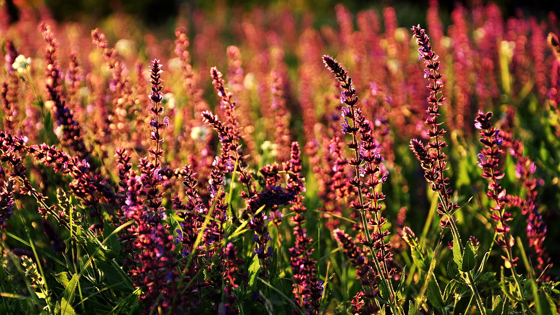 程序漏洞还是魔幻现实？一场史诗级数据对决引爆足坛，秘鲁虚拟国家队压哨绝杀国际米兰