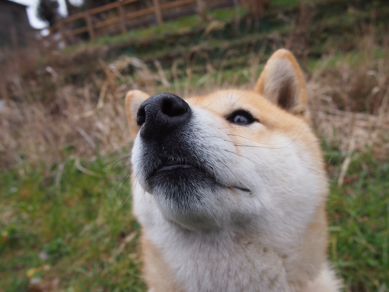 卡马文加,撕裂北欧铁幕的巴西密钥