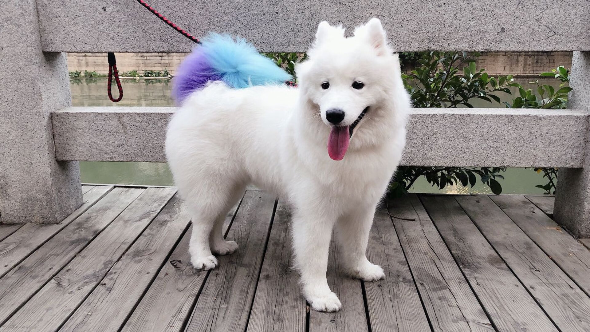 同日闪耀,灰熊险胜魔术,塔图姆德甲争冠战接管比赛