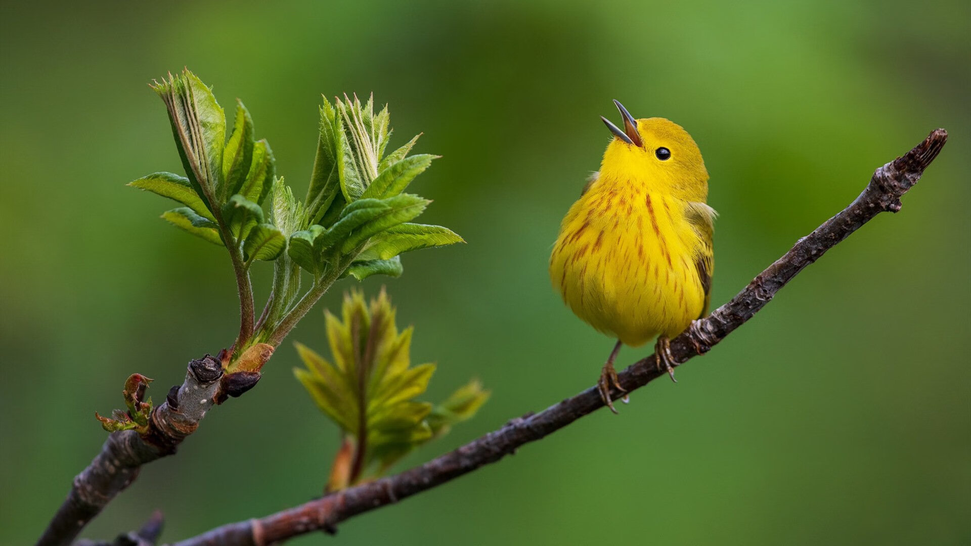 福克斯的璀璨光芒，舞台越大越强，老鹰力克掘金展现球星本色