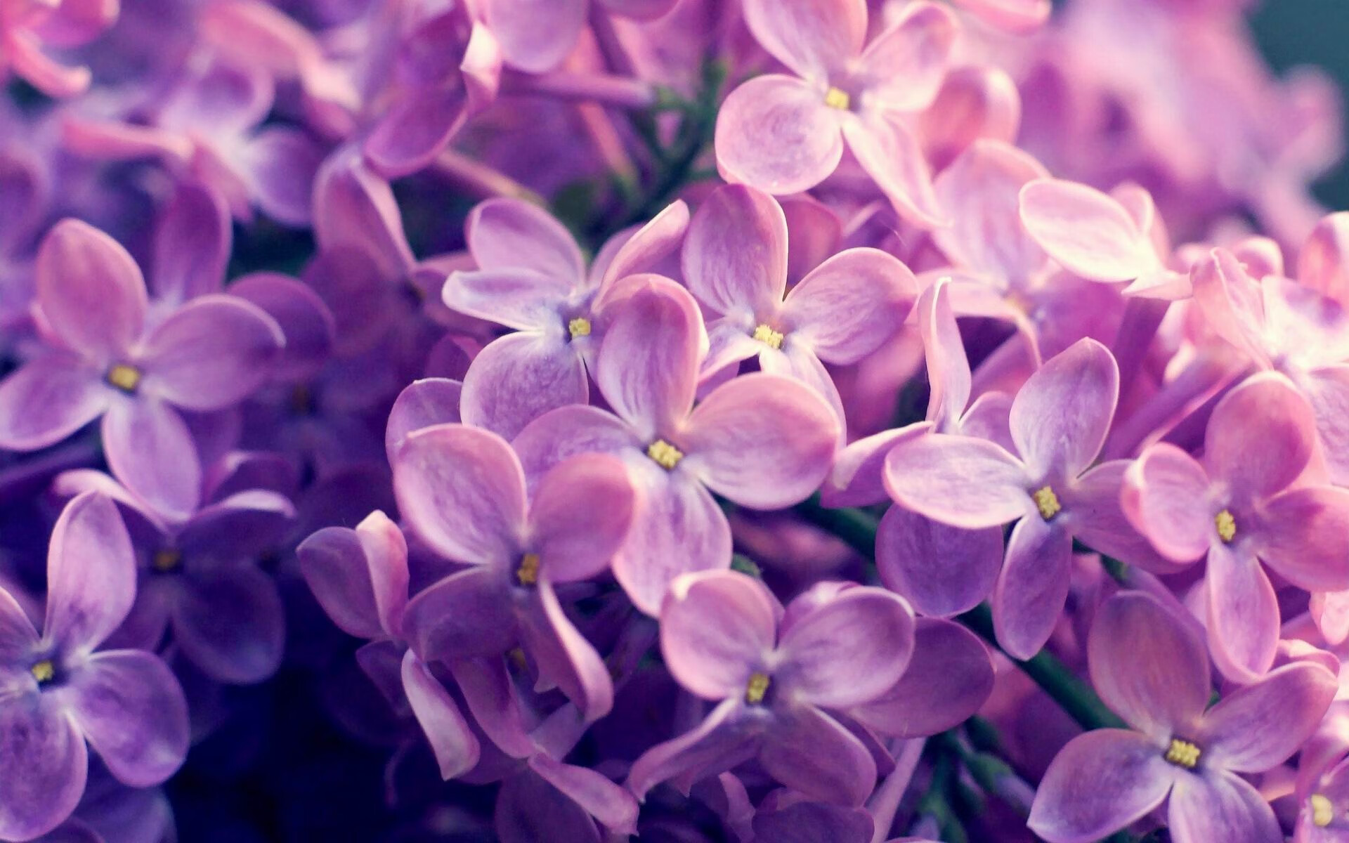 桎梏与樱花，当奥纳纳的爆发撕碎爱尔兰的骄傲