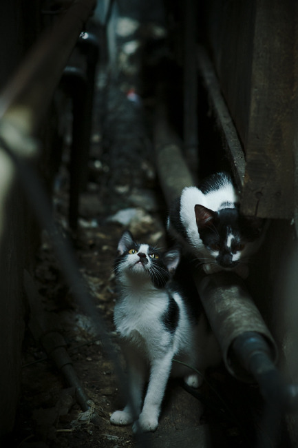 当马刺穿越对阵辽宁，在詹姆斯刷新的纪录之夜，一场元宇宙交锋如何定义篮球的唯一性